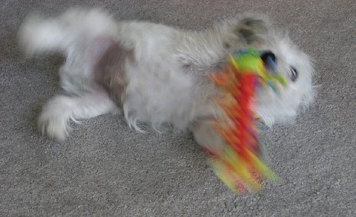 remy_gets_his_toy.jpg