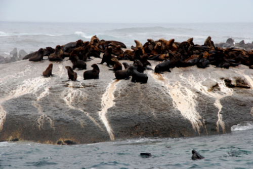 seals_on_rock.jpg