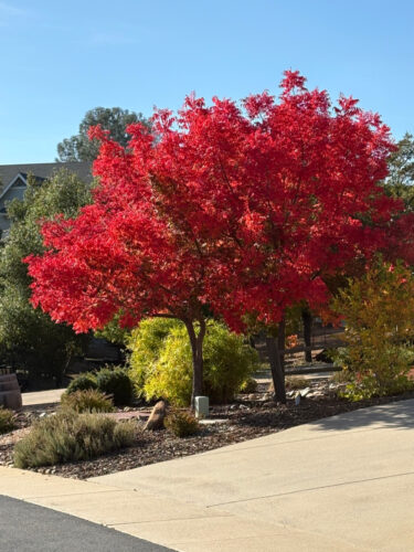 Fall color in the neighborhood